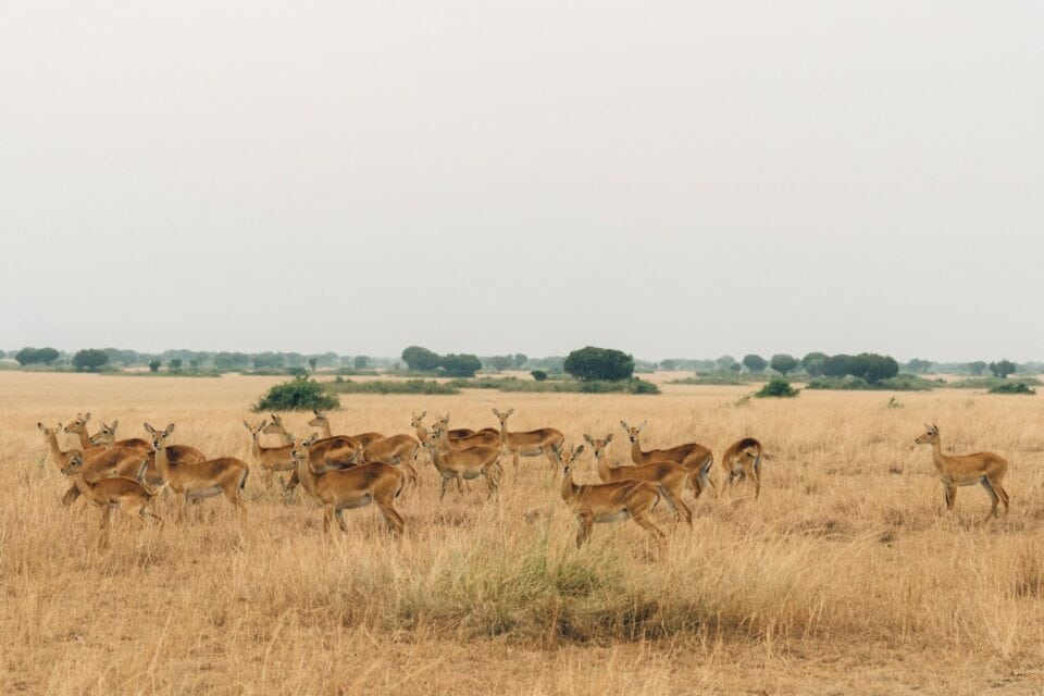 Group of brown deer on brown grass field in Uganda