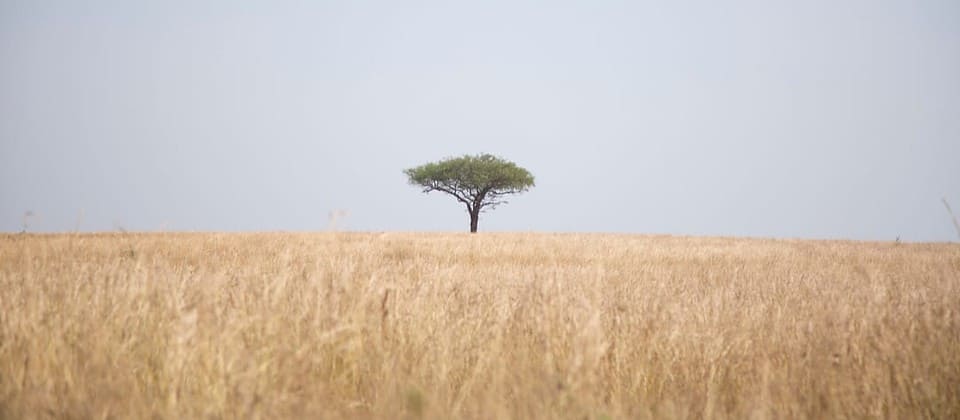 Lone tree in Uganda. Photo by Sam Balye