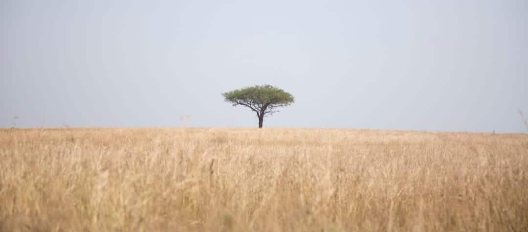 Lone tree in Uganda. Photo by Sam Balye